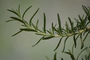 Easy homemade hair mask recipes