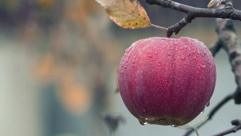 Foods for Kidney Health