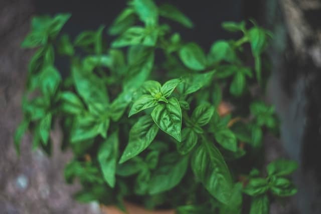 Foods for Breastfeeding Moms Foods for Breastfeeding Moms - basil