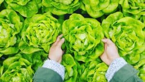 Home remedies for armpit odor - Lettuce