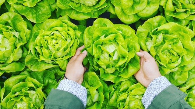 Home remedies for armpit odor - Lettuce