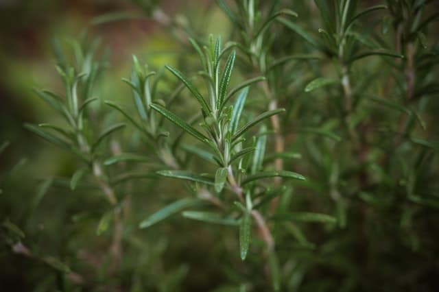Home remedies for armpit odor - Rosemary