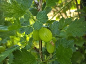 How to Make Your Eyes Look Brighter Without Makeup - Indian Gooseberry (Amla)