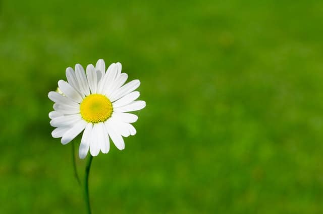 home remedies for eye stye home remedies for eye stye - Chamomile