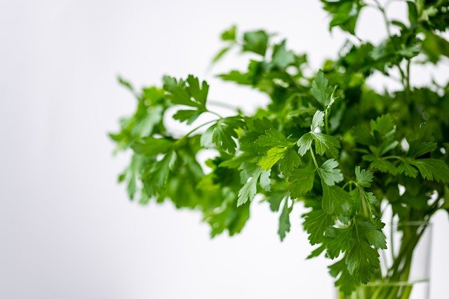 home remedies for eye stye - parsley