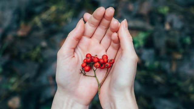 Natural antibiotics natural antibiotics - rosehips