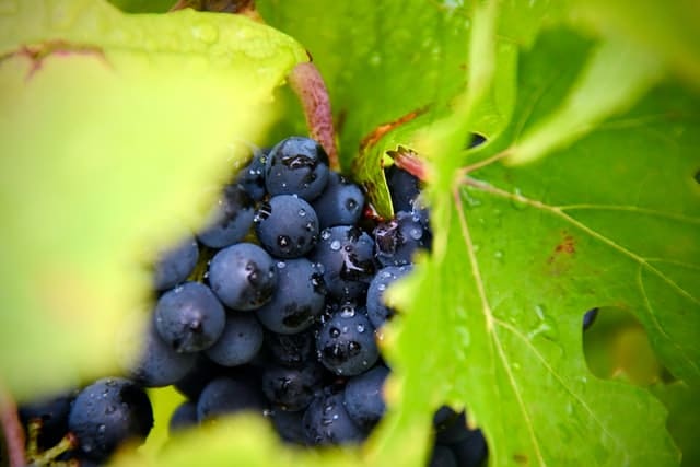 nutrients for lung health - grape
