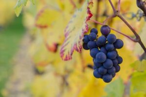 diy eye cream for dark circles - grape