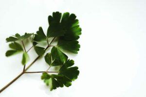 diy eye cream for dark circles - parsley