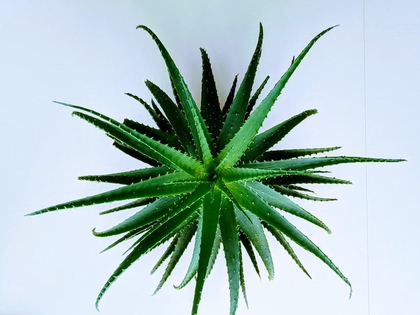Home remedies for dandruff home remedies for dandruff - Aloe vera