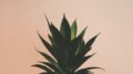 Natural Eye Lift - Aloe vera