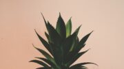 Natural Eye Lift - Aloe vera