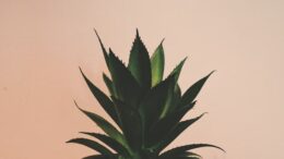 Natural Eye Lift - Aloe vera