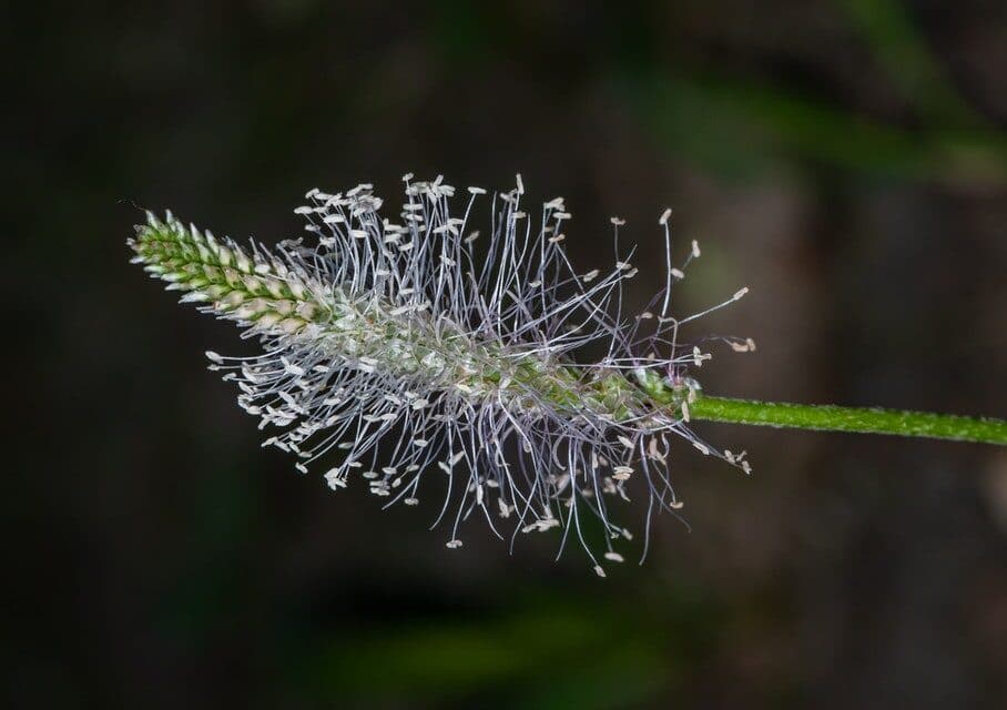 Natural eye lift Natural Eye Lift - Plantago