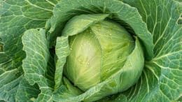 Is Cabbage Good for Constipation