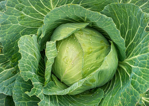 Is Cabbage Good for Constipation